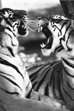 Obsessed with Tigers