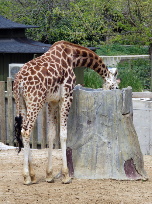 African prairie installation.A feeder full of alfalfa for a very special little friend: the giraffe.