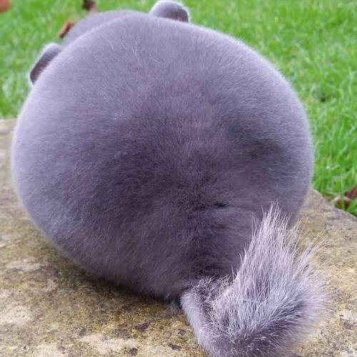 mymodernmet:Adorable Violet Chinchillas Look Like Perfect Circles from Behind