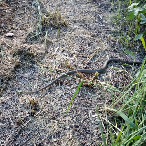 Some days snakes be #camerashy, like this #easternbrownsnake from southwest #Brisbane. This is the b