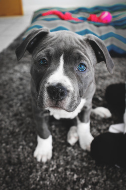 envyavenue:  Puppy Dog Eyes 