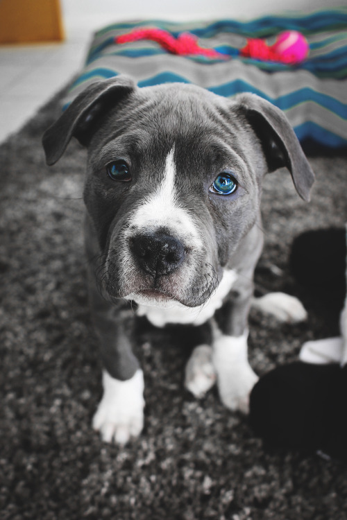 envyavenue:  Puppy Dog Eyes