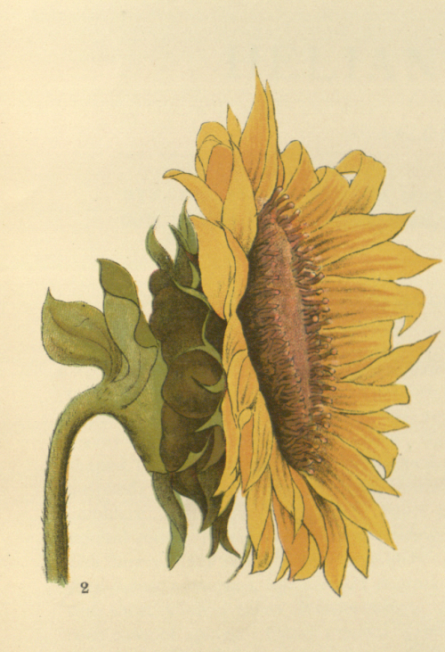 nemfrog:Sunflower. Medicinal plants. 1892.Internet Archive