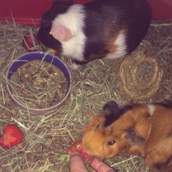 Must be nice getting strawberries fed to you 🍓 #ktimeforbed #guineapigsofig #eatinggood #thickwidit