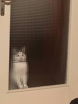awwww-cute:  My cat is pixelated (Source: http://ift.tt/1mKnmcm)