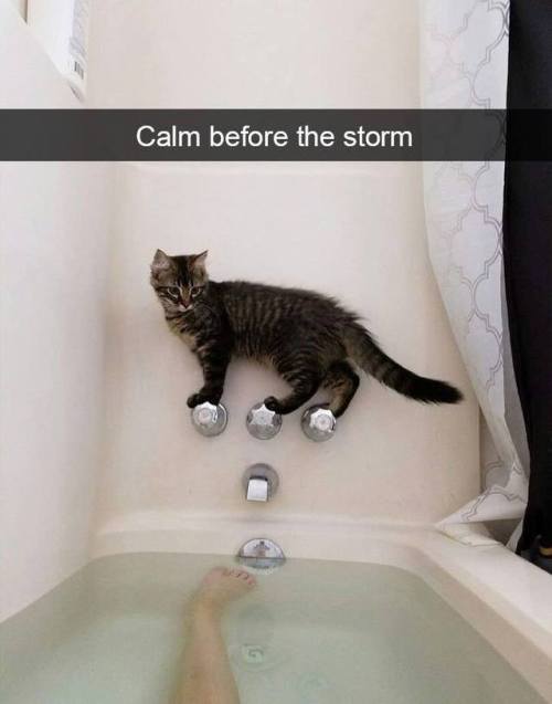 the-haven-of-fiction:thebestoftumbling:Snapcats! Cats are the best ❤️