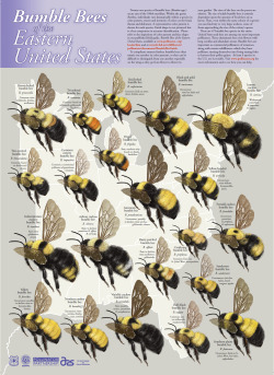 dendroica:  Identification posters for bumblebees