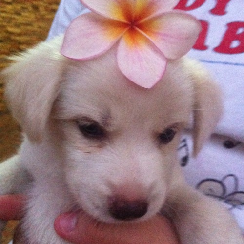 My Dog Being An Artsy Cutie Omygod