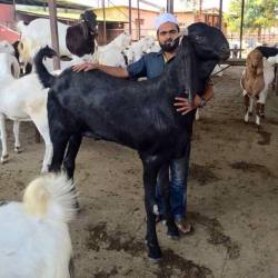 babygoatsandfriends:    Goat breeds of Pakistan