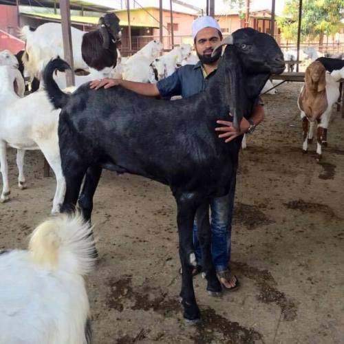 babygoatsandfriends:    Goat breeds of Pakistan adult photos
