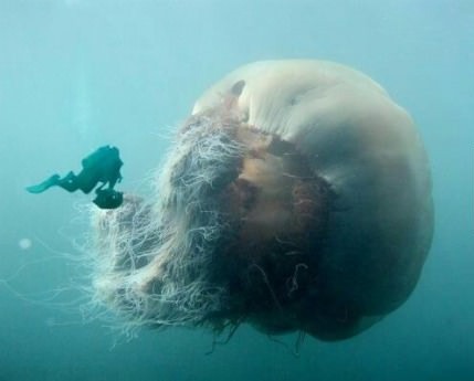 coolthingoftheday: TOP TEN COOLEST JELLYFISH adult photos