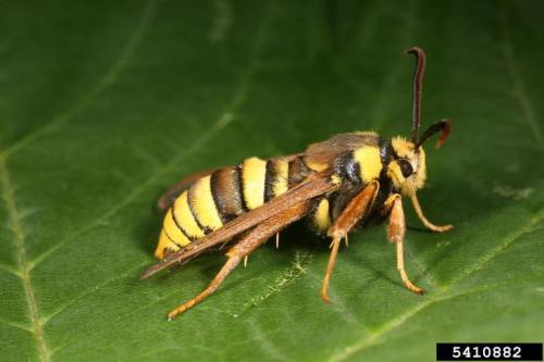 astronomy-to-zoology: Hornet Moth (Sesia apiformis) Also known as the Hornet Clearwing, the hornet m