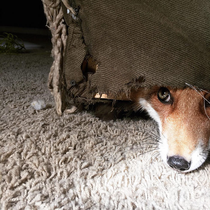 friendswithmysister:awesome-picz:  Meet Juniper, The Pet Fox Who’s Basically An