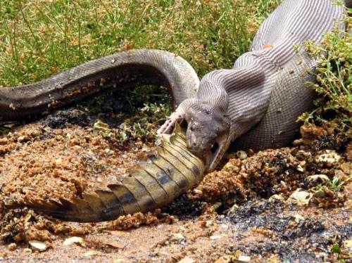 godotal:hkirkh:An Australian woman kayaking in Queensland came across a massive Olive Python feeding
