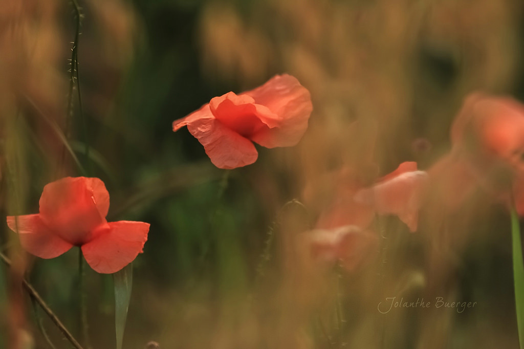 blooms-and-shrooms:   	Untitled by jolanthe.brger     