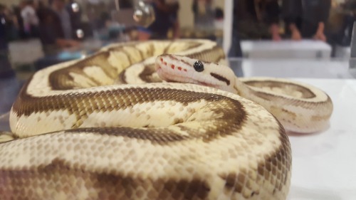 more of,, the pastel superstripe,, still Layne Labs