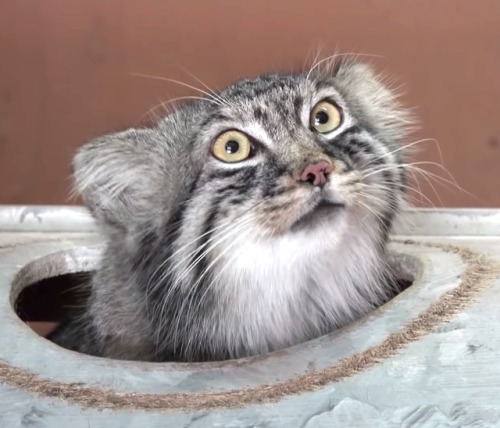 drtanner: cuteanimals-only: many faces of manul - Somebody’s been VERY busy, I see.