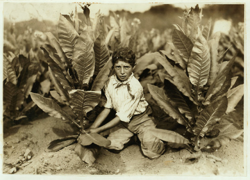 Lewis Hine (1874-1940)10 yr. old picker on Gildersleeve Tobacco Farm. Location: Gildersleeve, Connec