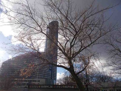 Sky tower &amp; a tree - Wroclaw, Poland.