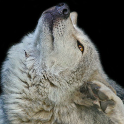 her-wolf:     Grey Wolf // Dublin Zoo //