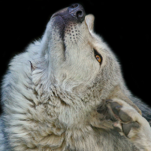 Porn her-wolf:     Grey Wolf // Dublin Zoo // photos