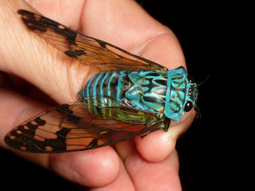 lonelyetntomologist:Cicada, Zammara smaragdina by Andreas Kay on Flickr.Looks like Turquoise and bla