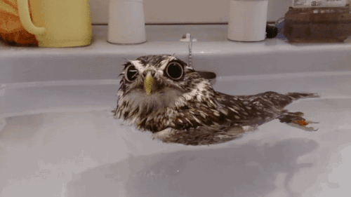 haveahiddles:  gifsboom:  Not a duck.(via Lobo2ffs)[video]  Oh look, a moist owlette