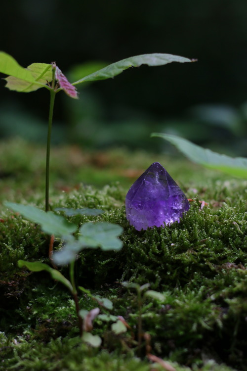 90377:My amethyst in its favorite habitat Instagram | Etsy Shop