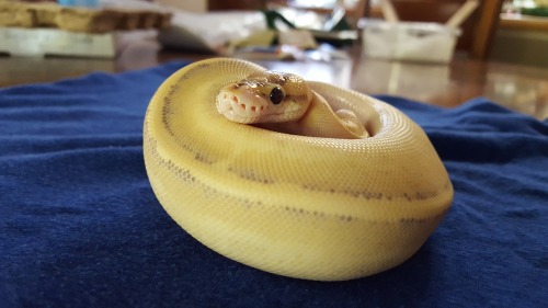 The most accurate shots of her color! And those eyes!