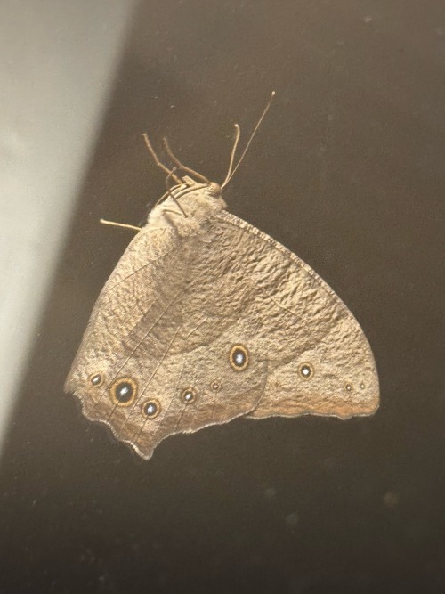 Found This Lil Dude On My Way Out To My 4 Am Shift 