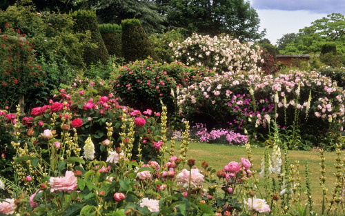 partytights - english-idylls - Mottisfont Abbey Rose Garden,...