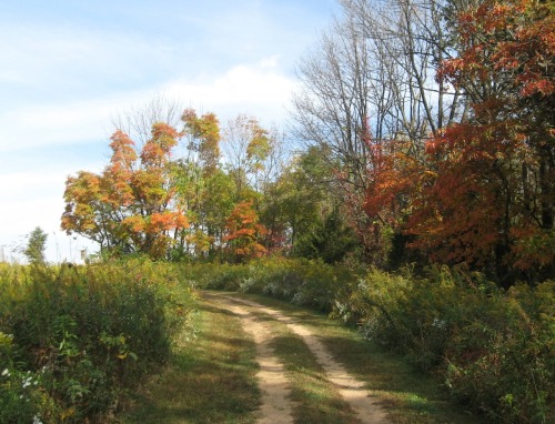 At Jacobsburg Park this morning.Right now the sassafras are magnificent. 