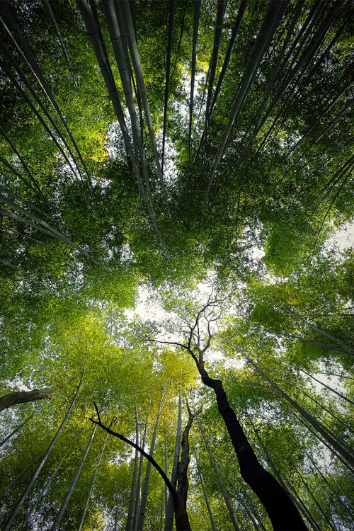 atraversso: Sagano Bamboo Forest  by Vichaya Pop