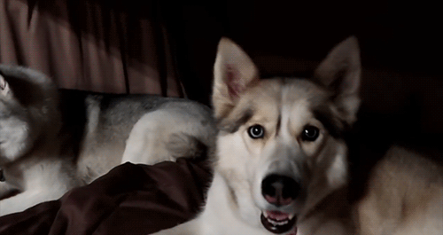 Snow Dogs Vlogs - WICKED STORM BEFORE CAMPING