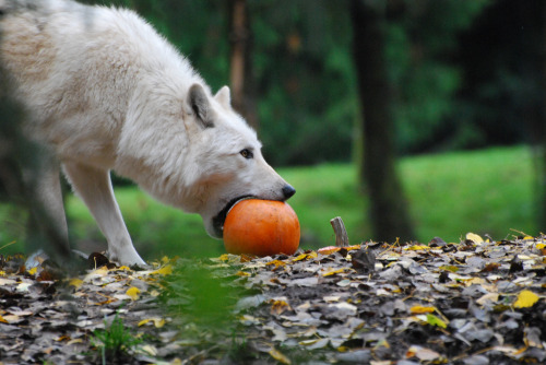 agameofwolves: Have a spooky October, everyone! By OnceAndFutureLaura Frell it. If Christmas Decorat