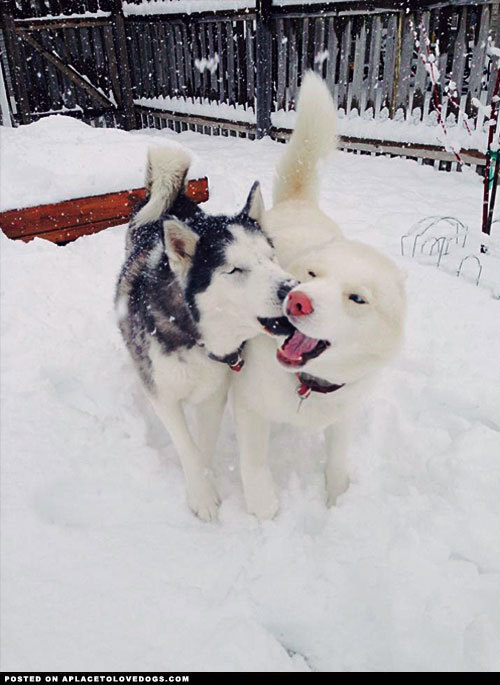 aplacetolovedogs:  Blind Dog And Her Seeing Eye DogDogs playing in the snow  Nali