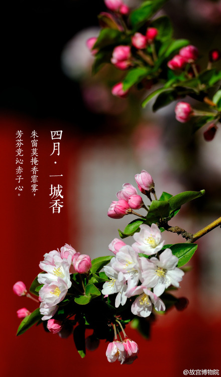 April, spring, chinese small apple blossoms, the Forbidden City. By 故宫博物院.