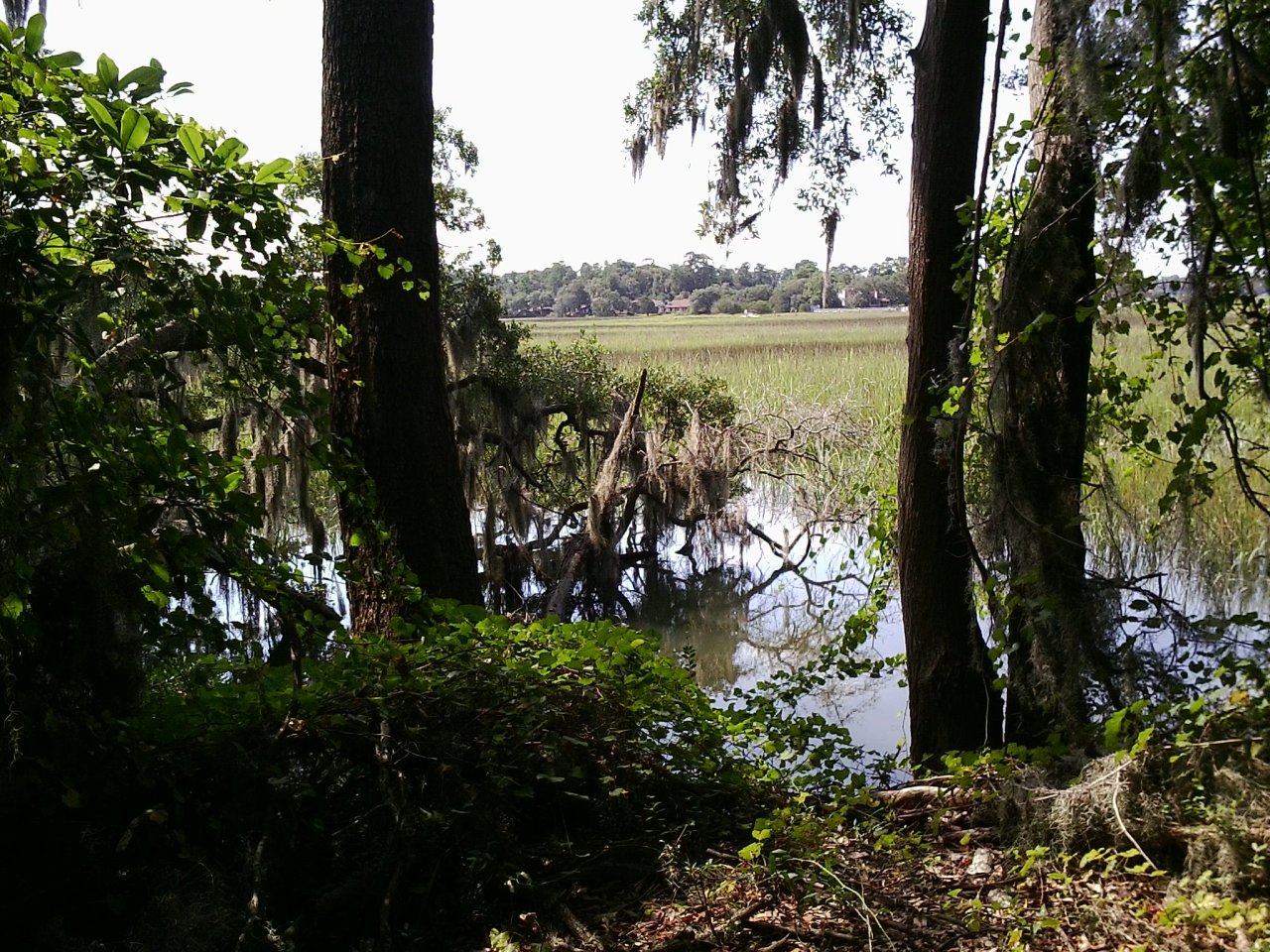 and here are some mostly animal shots from oatland island