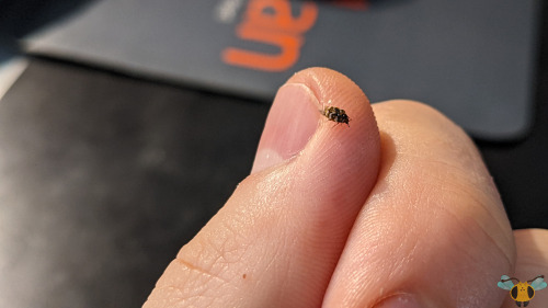 Varied Carpet Beetle - Anthrenus verbasciI was looking through the insect orders and families that h