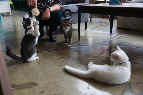 catsbeaversandducks:  America’s First Cat Café Opens: Drink Coffee Alongside Adorable Cats Yesterday, America’s first cat café opened in New York City. Cat lovers, you now have only three more day to sip coffee and eat pastries alongside adorable