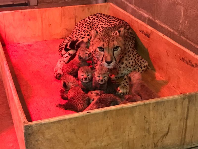 amanda-fior:   For the first time in Saint Louis Zoo history, a cheetah has given