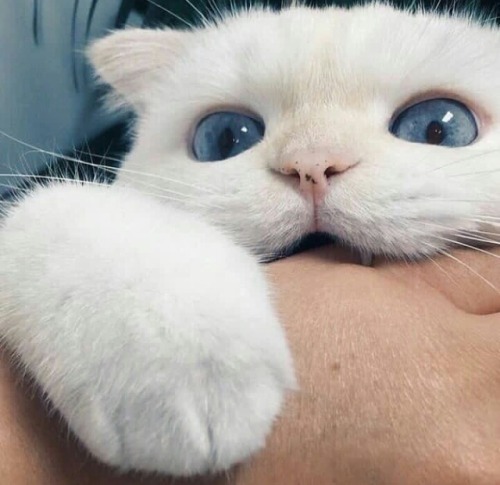 https://le0nin4.tumblr.com/post/171211479226