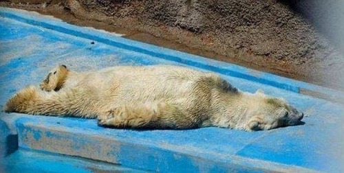 ghdos:  darkmoonperfume:  scrapes:  sapiophilous:  panemoppression:  Arturo is a 29-year-old male polar bear currently living in Argentina’s Mendoza Zoo. He is suffering in 40C (104F) heat in an enclosure that has just 20 inches of water for him to