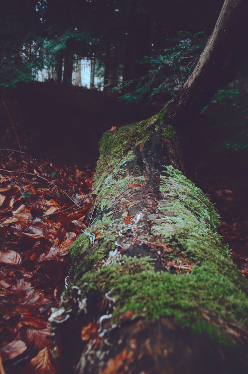 pixelcoder:Hide and Seek - German Woodlands - January 2k18Prints  | Instagram