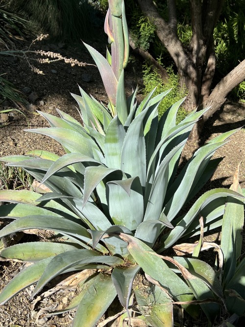 Agave parrasana × Manfreda ‘Dit Dah’There are many more Mangave plants available now than there were