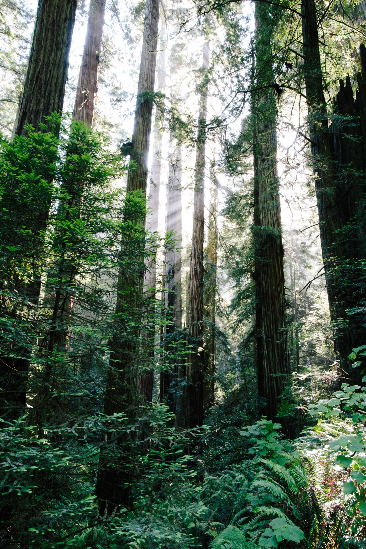 kasieisdell:Redwoods | California