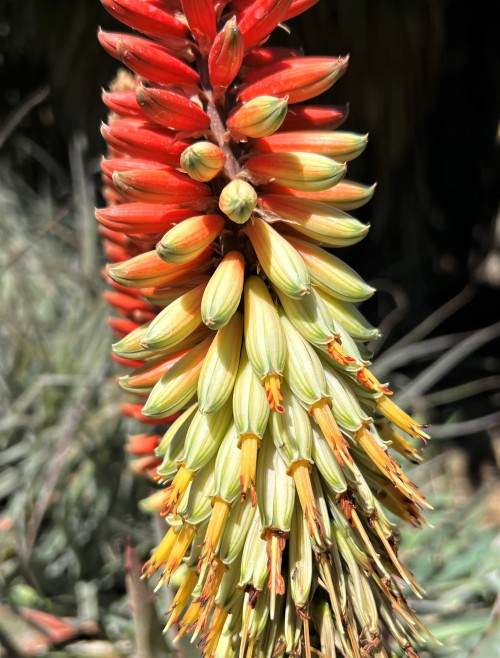 Aloe claviflora x petricolaThis very showy hybrid has the vivid bicolored flower clusters of Aloe pe