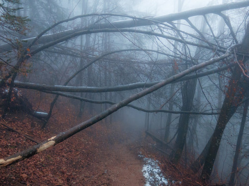 Foggy forest path to unknown by Dejan H. on Flickr.