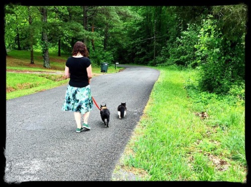 <p>Family walks. #sirwinstoncup #busterkeaton #bkeats #bostonterrier #bostonterriercult #blackandwhitecats 📷: Mur  (at Ridgetop, Tennessee)</p>