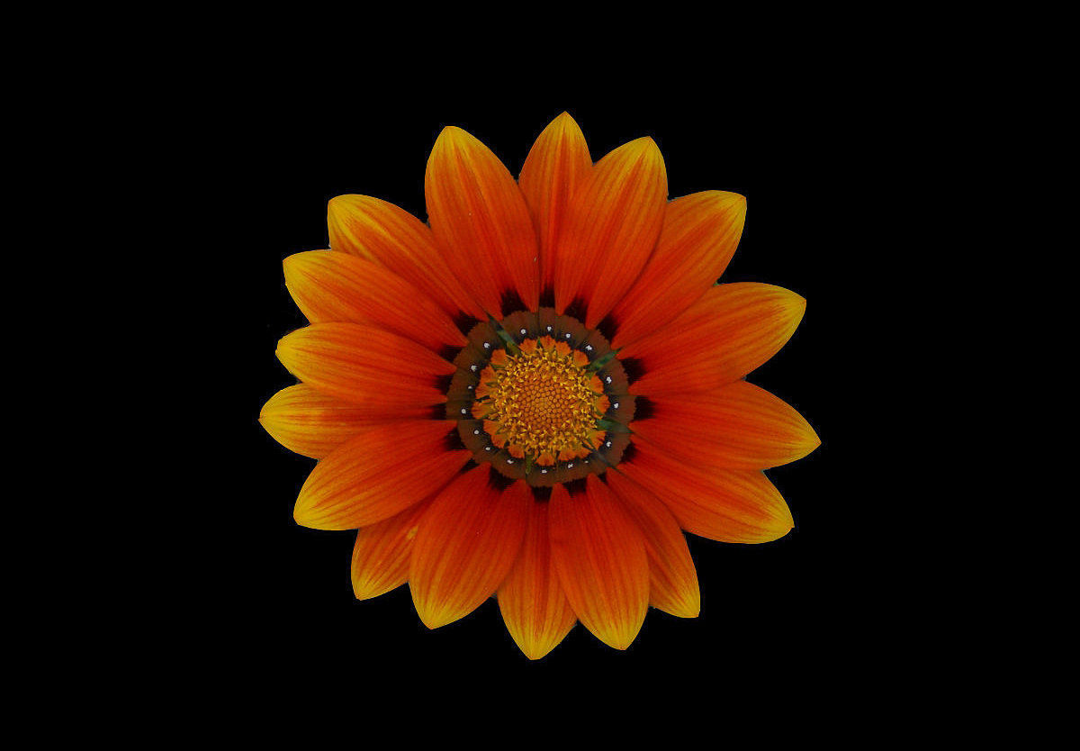euph0r14:  macro | GAZANYA | by hazo | http://ift.tt/2drdxwo 